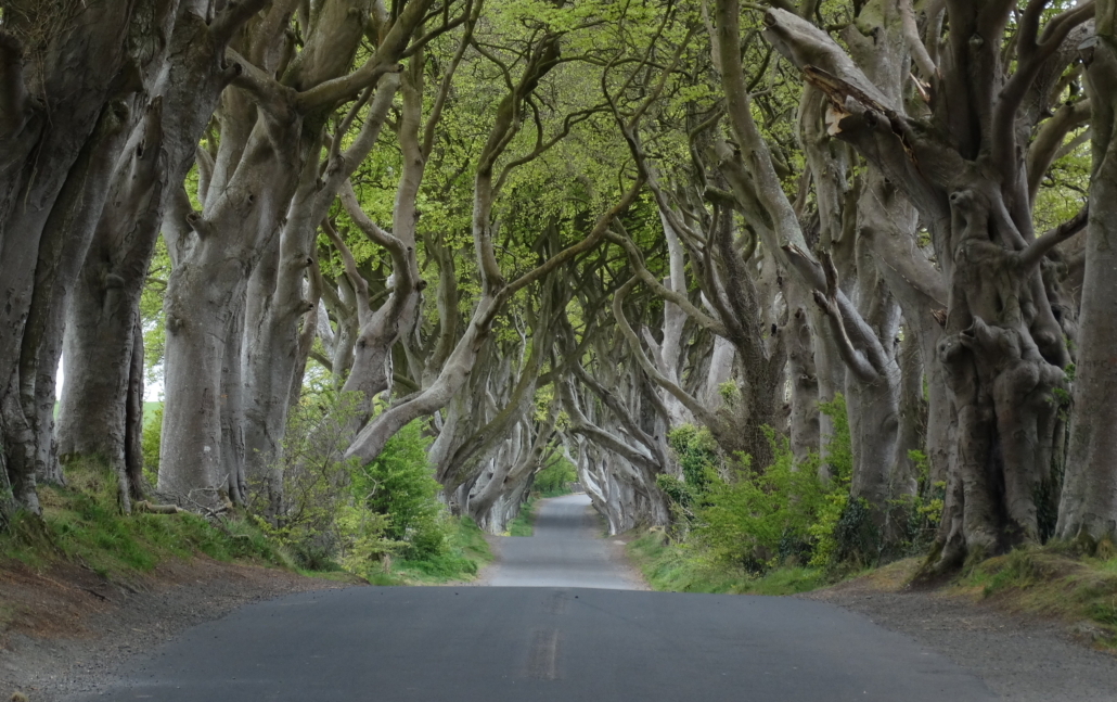 Буковая аллея Dark Hedges